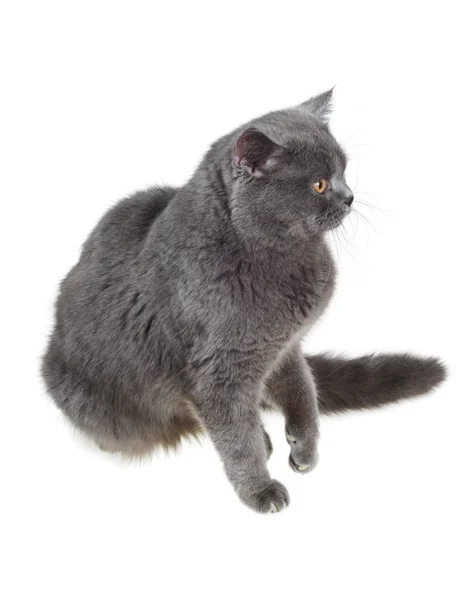 British cat sits and stares sideways — Stock Photo, Image