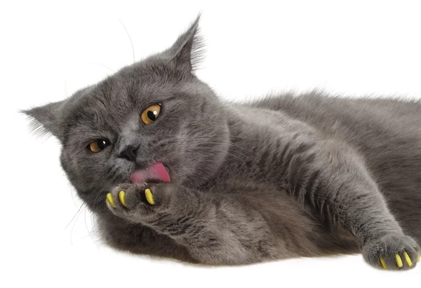 British cat lying and licking his paw — Stock Photo, Image