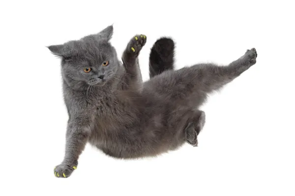 영국 고양이 breakdance 춤 로열티 프리 스톡 이미지