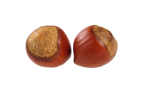 Two unpeeled hazelnut — Stock Photo, Image