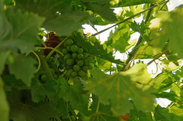Egy csomó szőlő a szőlőn.. — Stock Fotó
