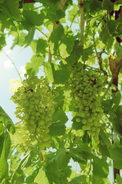 Tros druiven op de wijnstok. — Stockfoto