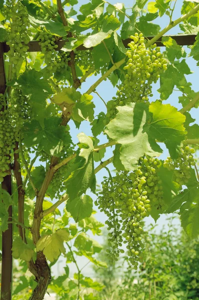 Гроздь винограда на виноградной лозе. — стоковое фото