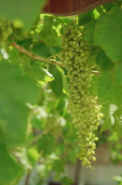 Гроздь винограда на виноградной лозе. — стоковое фото