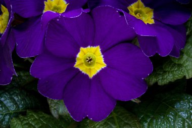 Mauve Primrose