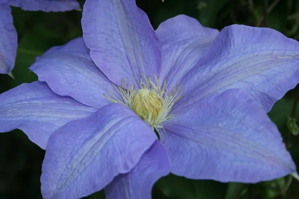 stock image Clematis Flower