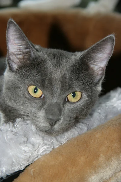 Grey Kitten — Stock Photo, Image