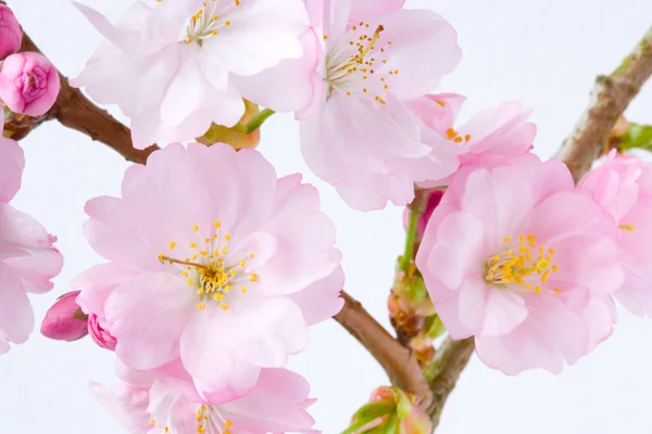 stock image Cherry Blossom Close Up 2