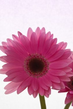 Gerbera