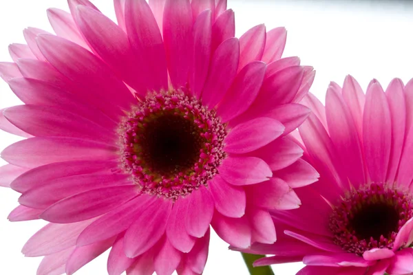 Gerbera