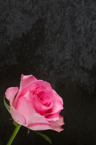 在石板上的玫瑰 — 图库照片