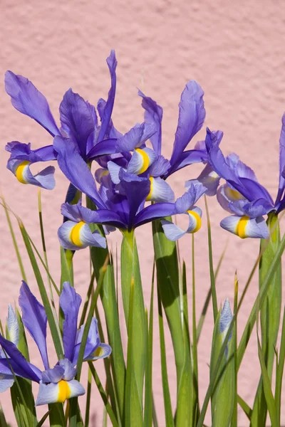 Flag Iris — Stock Photo, Image