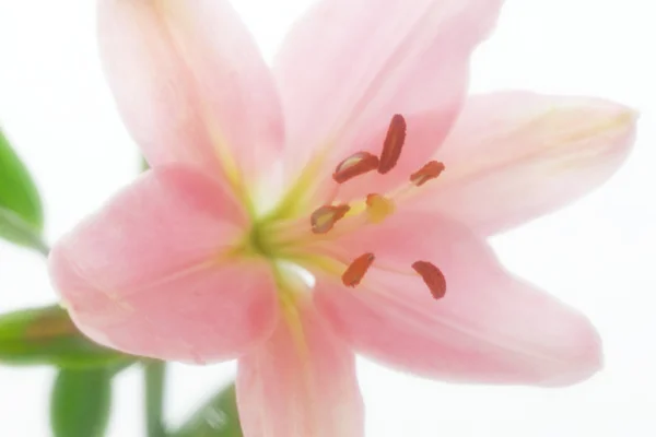 Lily rosa em foco suave — Fotografia de Stock