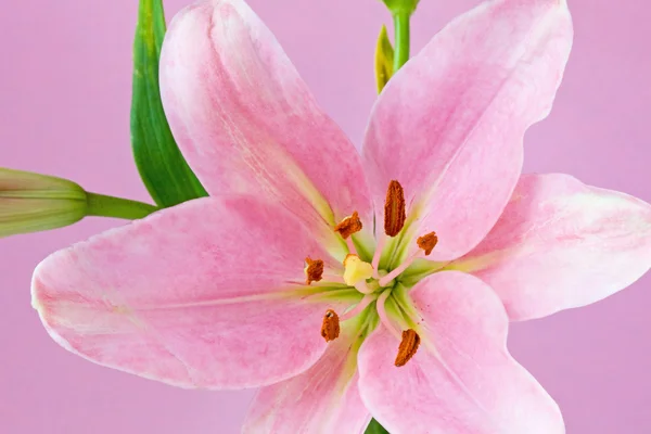 Розовая Лили с розовым фоном — стоковое фото
