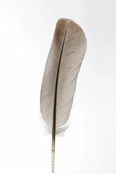 Beyaz arkaplanda kahverengi tüy — Stok fotoğraf