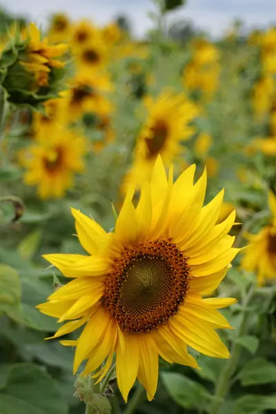 stock image Sunflower