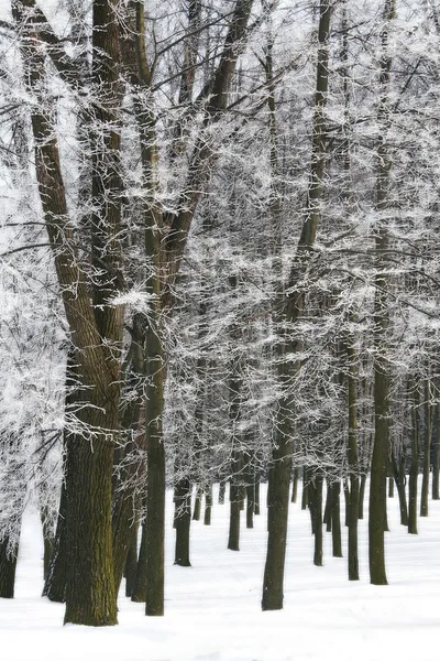 stock image Winter hoar-frost trees