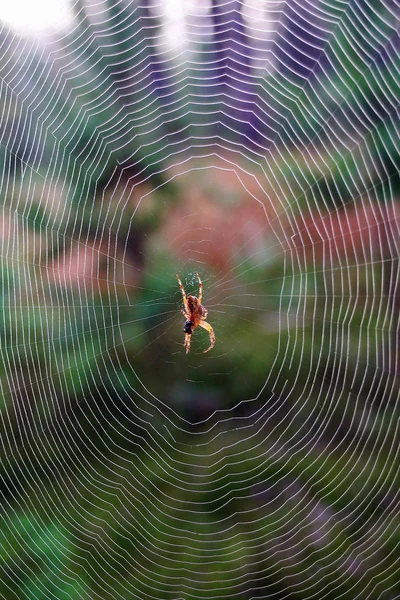 Spider indian summer — Stock Photo, Image