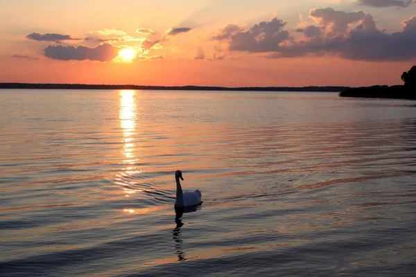 Swan sunsat lake — Stock Photo, Image