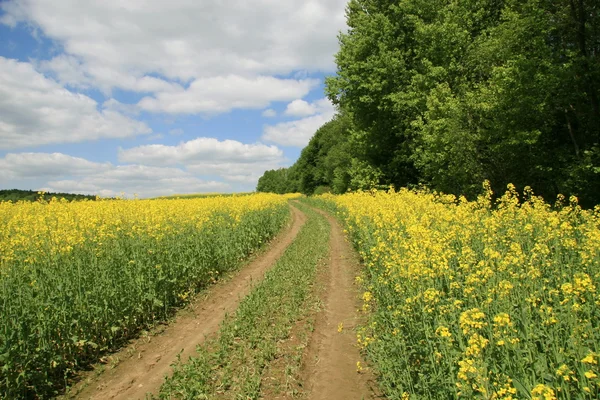 stock image Road field forest