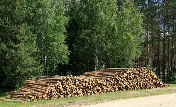 Dzienniki lasu — Zdjęcie stockowe