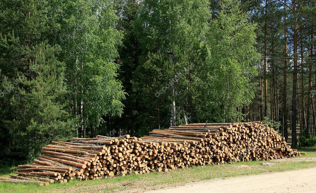 Forest logs — Stock Photo © vfedotov #2798634