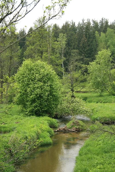 Kevätjoki — kuvapankkivalokuva