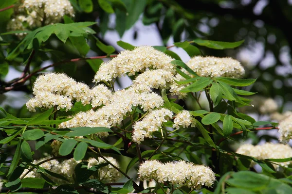 Rowan-trädet blomma vit — Stockfoto