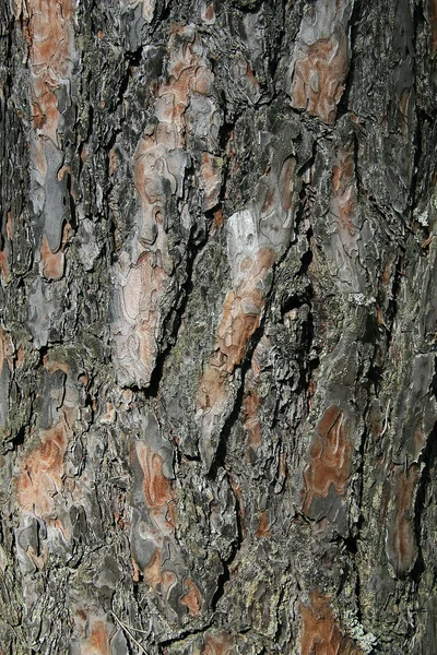Φλοιό δέντρων — Φωτογραφία Αρχείου