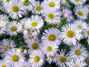 Asters clipart