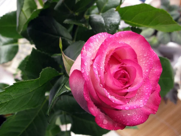 Róża z kropelek wody — Zdjęcie stockowe