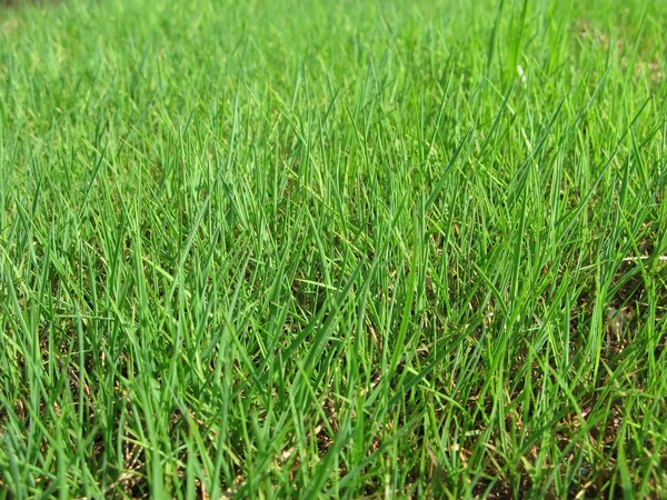 stock image Grass is greener