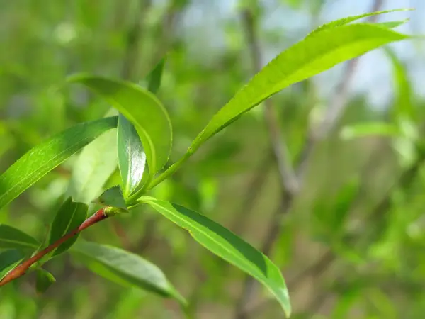 Stock image Green leaf