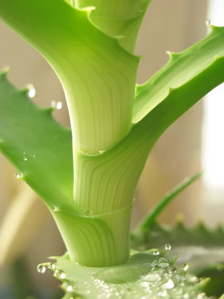 stock image Aloe Vera