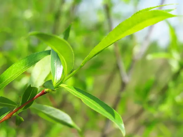 stock image Green leaf