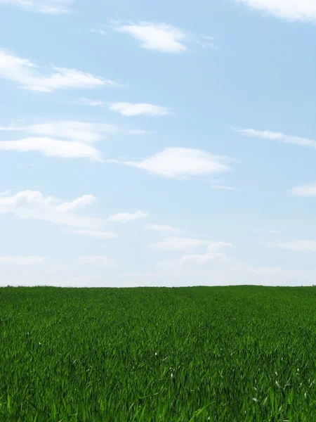 stock image Green Grass and sky