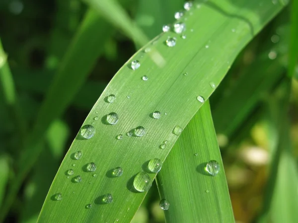 stock image Dew on a grass