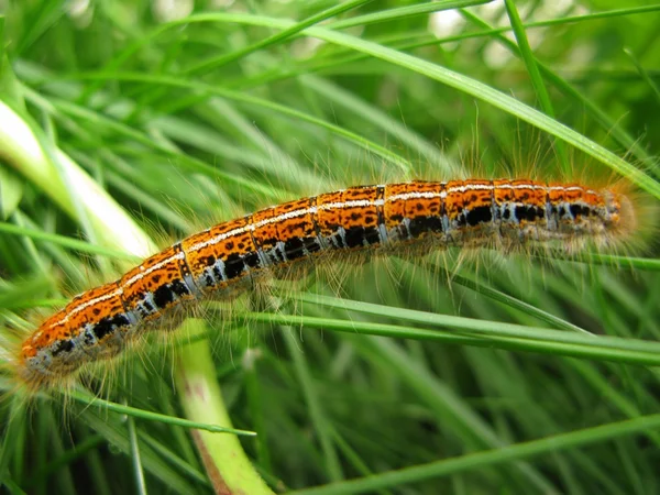 stock image Caterpillar