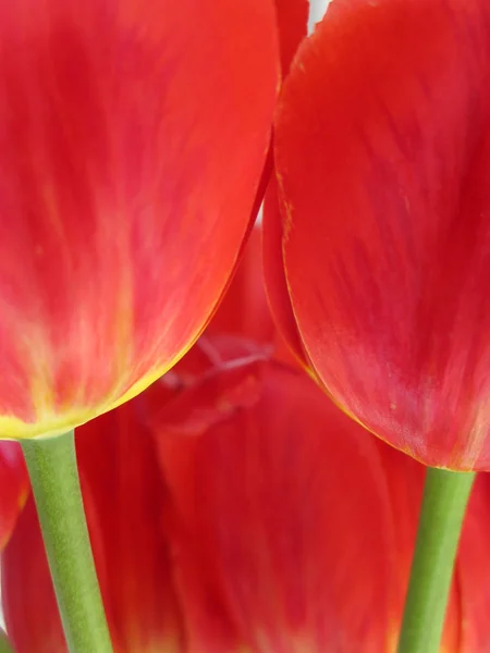 Дві половини tulip — стокове фото