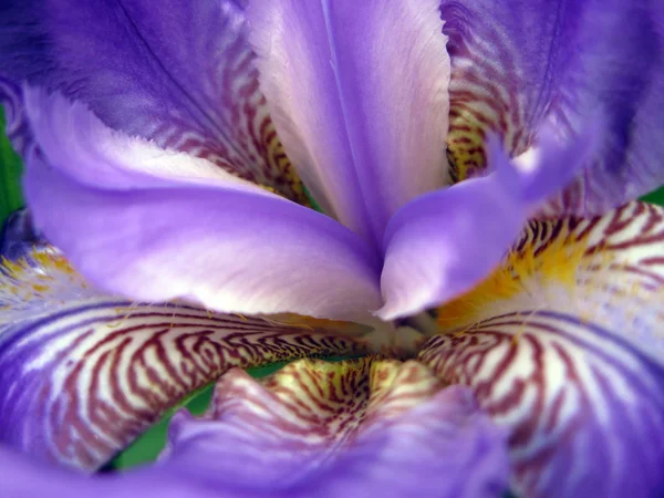 Flor violeta Fotos De Stock