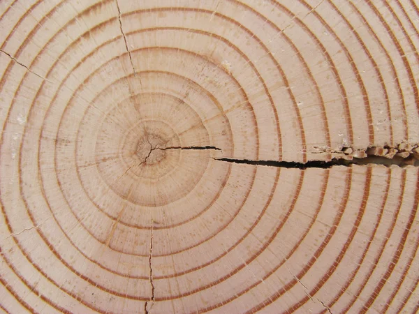 Anéis de árvore — Fotografia de Stock
