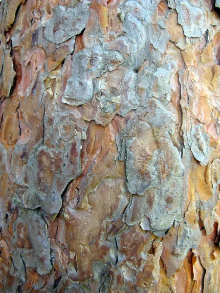 Texturerat av en bark-furu — Stockfoto