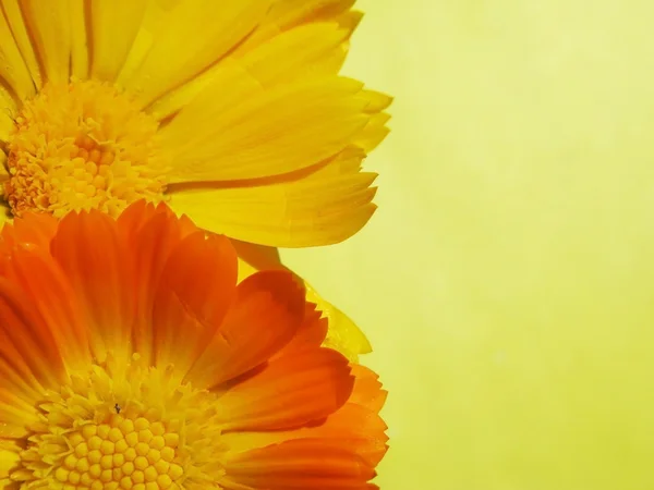 Stock image Flowers of a calendula