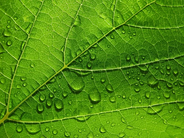 stock image Green leaf