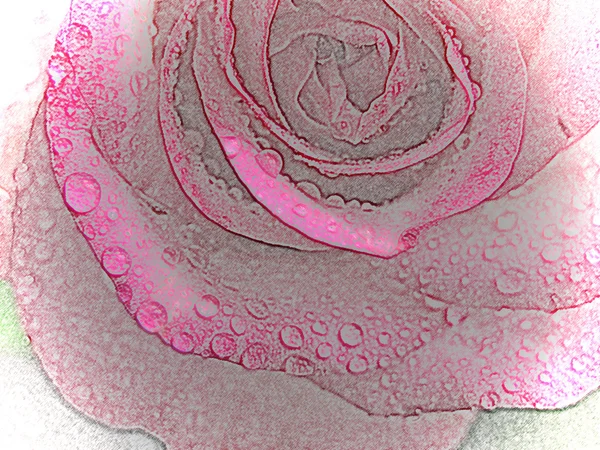 Hermosa rosa abstracta — Foto de Stock