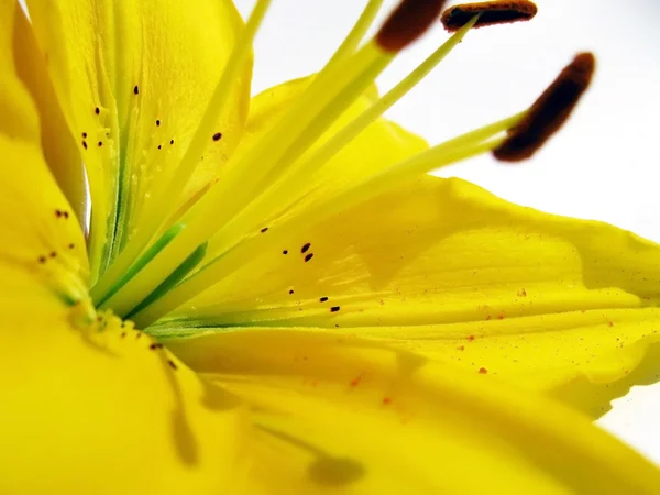 stock image Yellow lilies