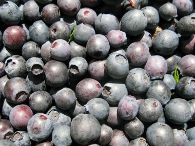 yakın çekim taze blueberrie