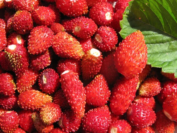 Fresh wild strawberry — Stock Photo, Image
