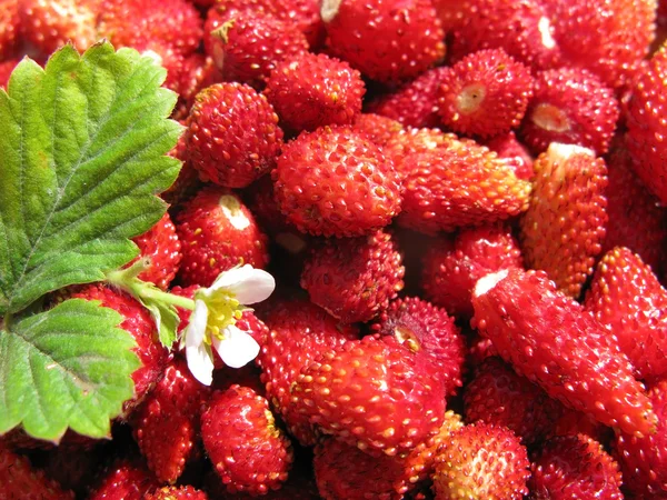 Φρέσκα άγρια φράουλα — Φωτογραφία Αρχείου