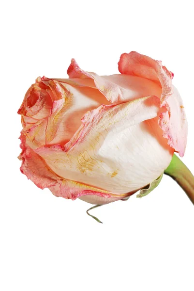Zwiędły róża — Zdjęcie stockowe